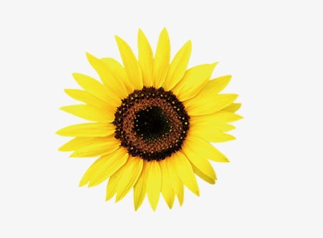 Free Free 234 Clipart Sunflower SVG PNG EPS DXF File