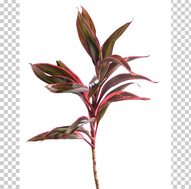 Swiss Cheese Plant Follaje Devil's Ivy Philodendron Cordatum PNG, Clipart, Branch, Cordyline Fruticosa, Cut Flowers, Devils Ivy, Dracaena Free PNG Download