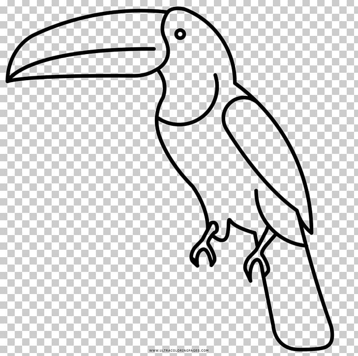 Beak Bird Drawing Toucan Coloring Book PNG, Clipart, Adult, Animal, Animals, Area, Artwork Free PNG Download