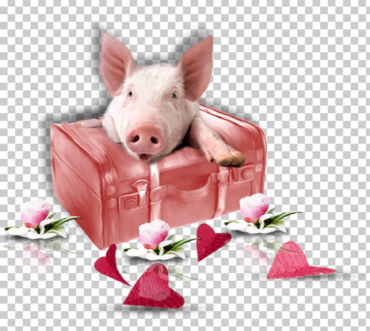 Domestic Pig Zelzate Als Marktkramer Ben Ik Geboren Ntgent Minnemeers PNG, Clipart, Actor, Als Marktkramer Ben Ik Geboren, Domestic Pig, Eddy Wally, Ghent Free PNG Download