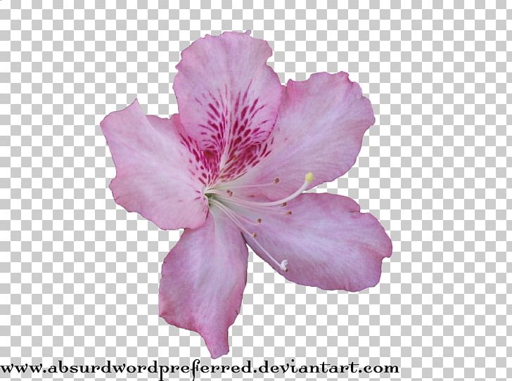 Flower PNG, Clipart, Alstroemeriaceae, Azalea, Blossom, Desktop Wallpaper, Deviantart Free PNG Download