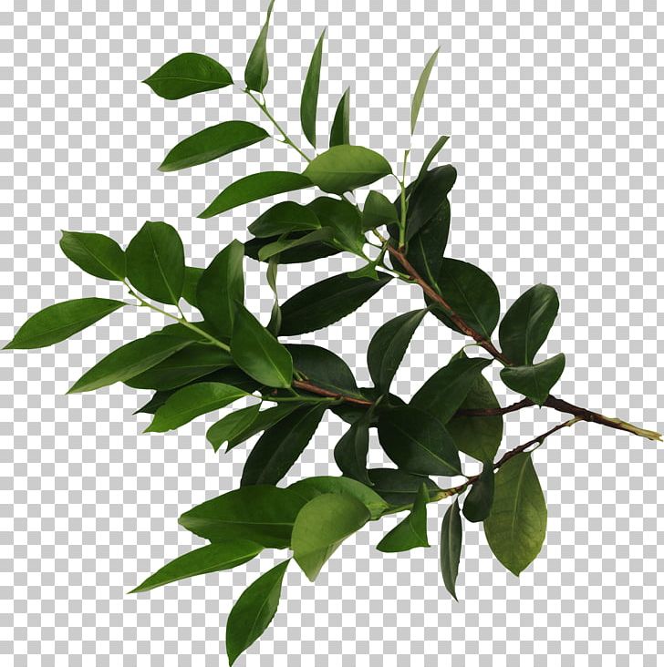 Leaf Plant Propagation Branch PNG, Clipart, Animals, Bay Laurel, Bay Leaf, Branch, Clip Art Free PNG Download