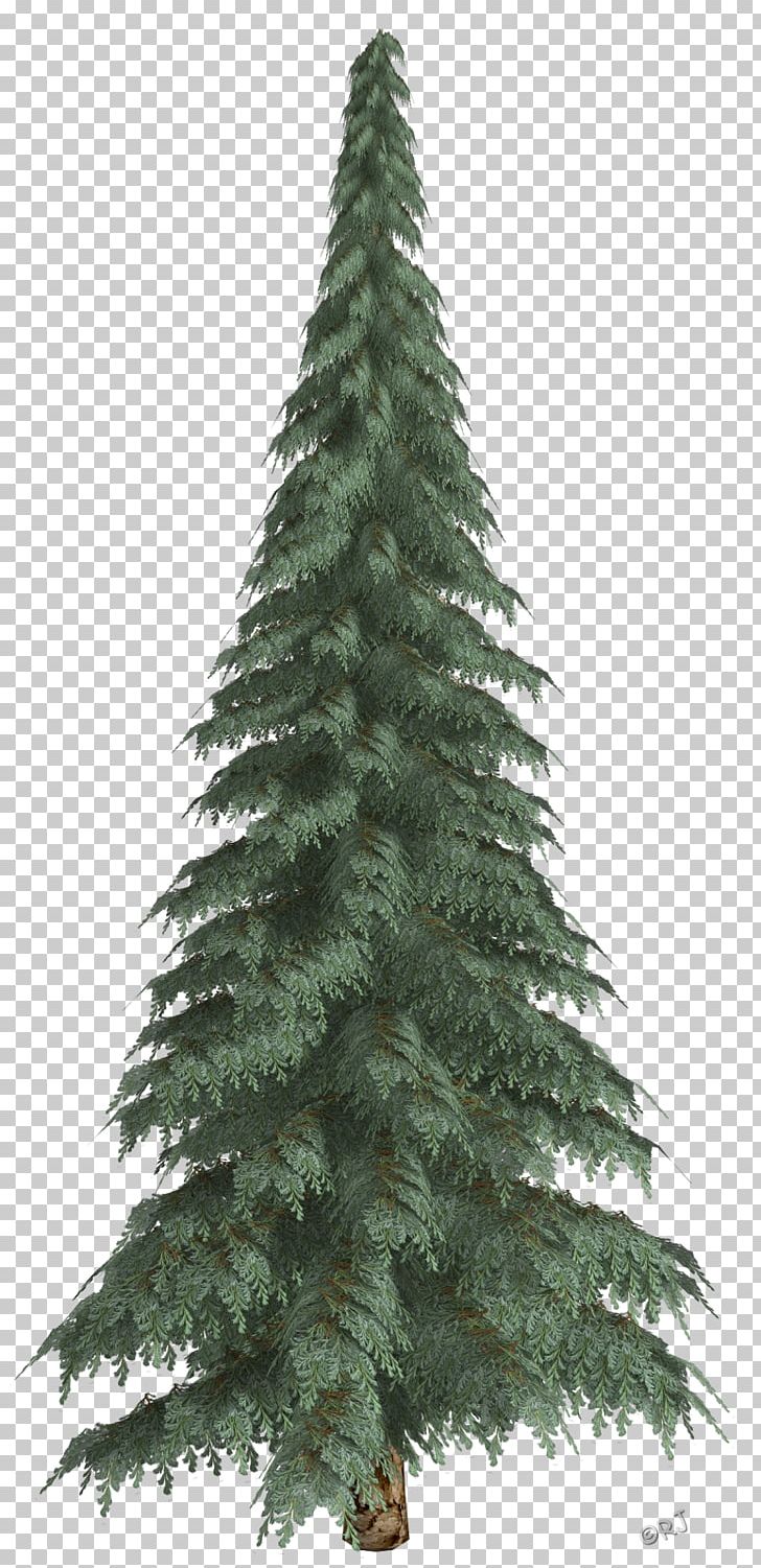 Spruce Pine Christmas Ornament Fir Christmas Tree PNG, Clipart, 25 December, Biome, Bits And Pieces, Christmas, Christmas Decoration Free PNG Download