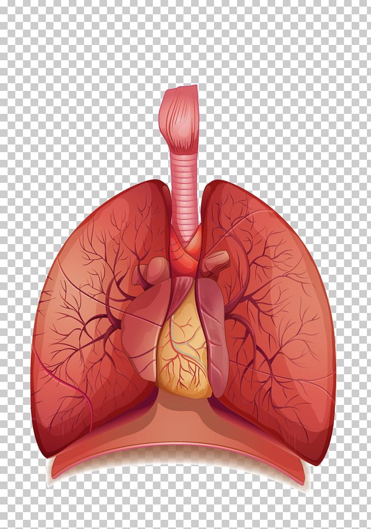 The Human Respiratory System Breathing Respiration Human Body PNG, Clipart, Anatomy, Atelectasis, Breathing, Human Respiratory System, Lungs Png Transparent Images Free PNG Download