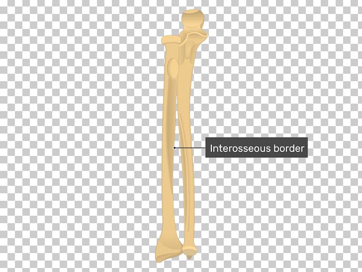 Ulna Radius Bone Anatomy Forearm PNG, Clipart, Anatomy, Angle, Appendicular Skeleton, Arm, Bone Free PNG Download