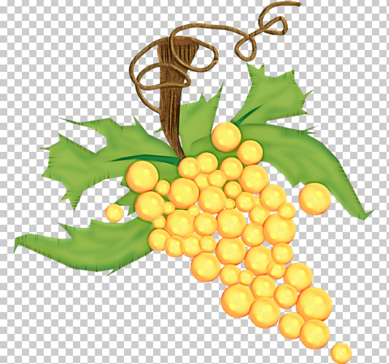 Grape Leaf Grapevine Family Plant Fruit PNG, Clipart, Fruit, Grape, Grape Leaves, Grapevine Family, Leaf Free PNG Download