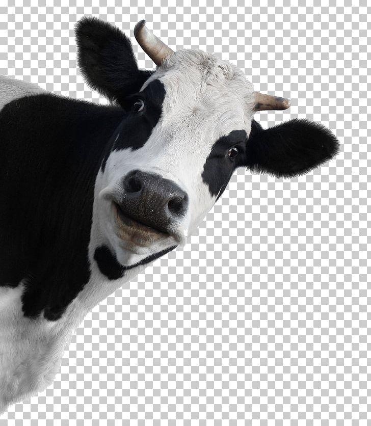 Holstein Friesian Cattle Murray Grey Cattle Brown Swiss Cattle Stock Photography Dairy Cattle PNG, Clipart, Advertising, Beef Cattle, Brown Swiss Cattle, Calf, Cattle Free PNG Download