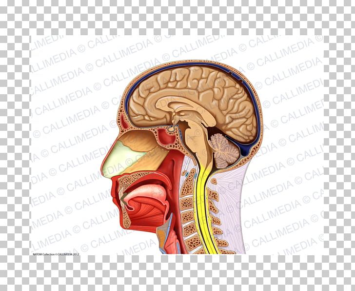 Human Anatomy Neck Muscle Nerve PNG, Clipart, Anatomy, Arm, Brain, Head, Head And Neck Anatomy Free PNG Download