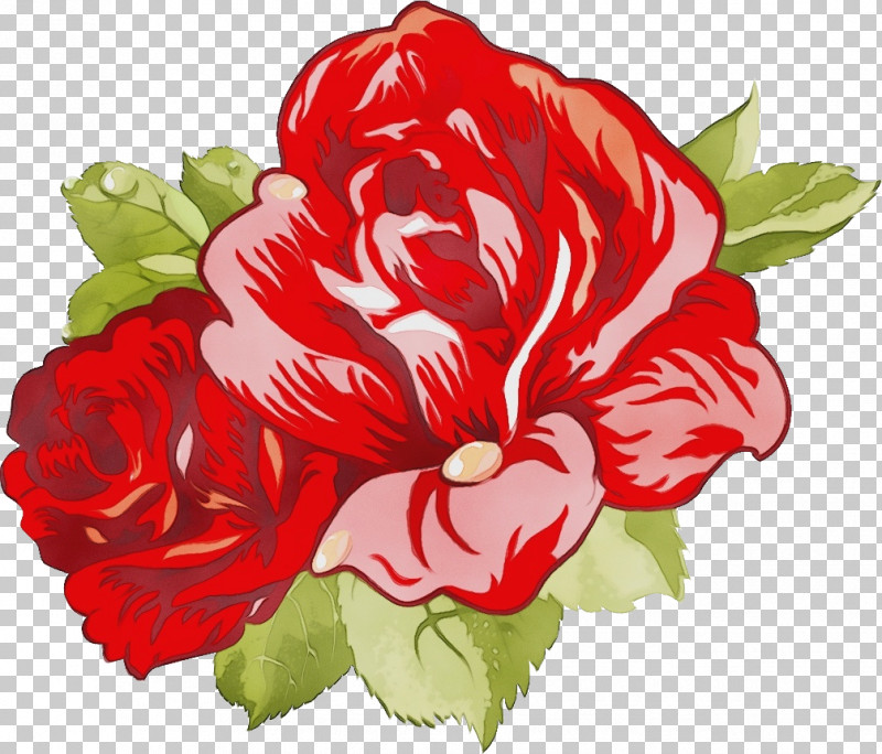 Rose PNG, Clipart, Carnation, Cut Flowers, Flower, Geranium, Hawaiian Hibiscus Free PNG Download