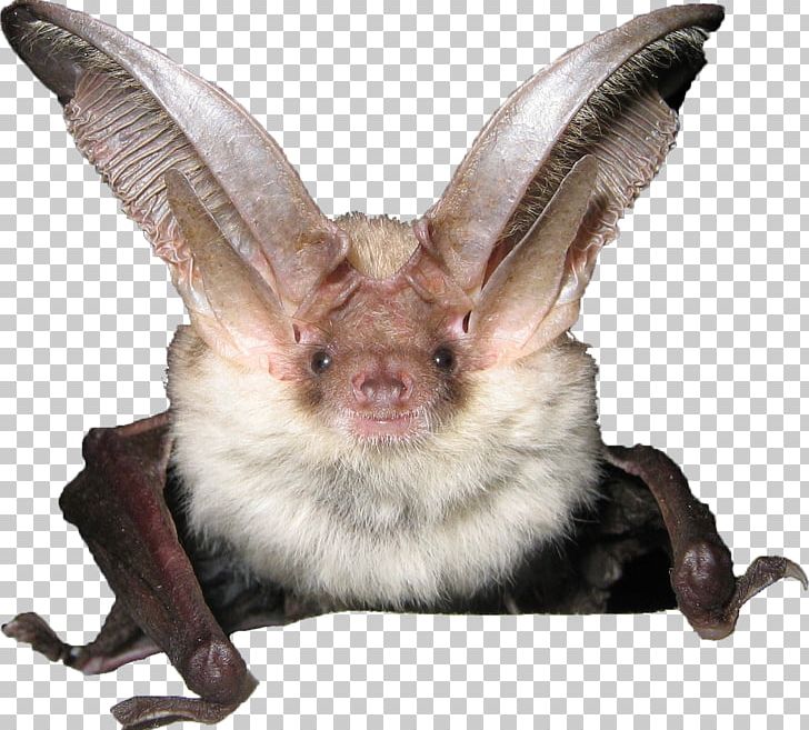 Alpine Long-eared Bat Conservation Direction Régionale De L'environnement PNG, Clipart, Alpine Long Eared Bat, Bat Conservation, Direction Free PNG Download
