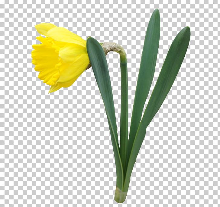Daffodil Flower PNG, Clipart, Amaryllis Family, Color, Cut Flowers, Daffodil, Flower Free PNG Download