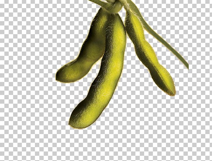 Genetically Modified Soybean Velvet Bean Food PNG, Clipart, Agriculture, Bean, Commodity, Corn, Crop Yield Free PNG Download