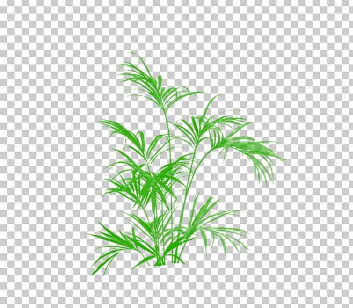 Howea Forsteriana Palm Trees Plants Houseplant PNG, Clipart,  Free PNG Download