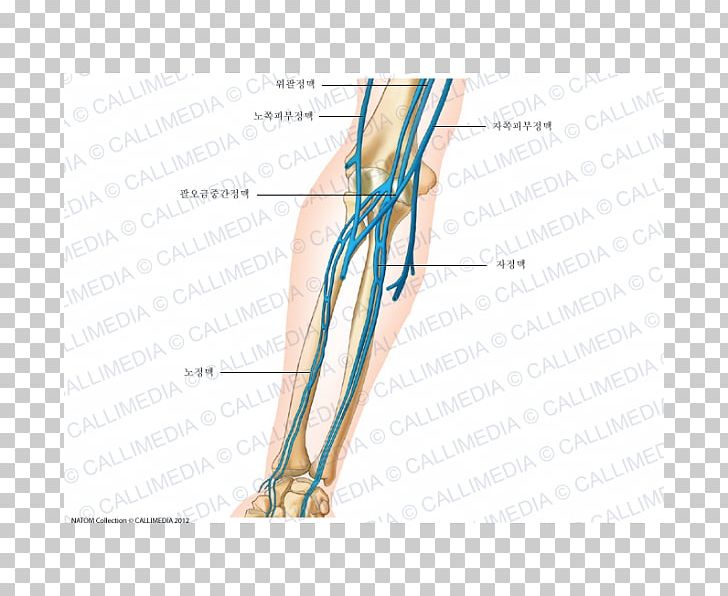 Thumb Elbow Vein Forearm Anatomy PNG, Clipart, Abdomen, Abdomen Anatomy, Anatomy, Angle, Arm Free PNG Download