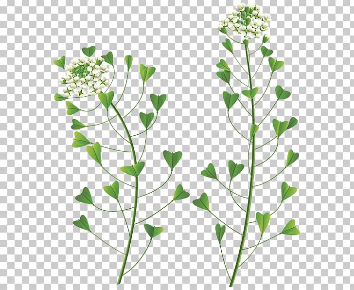 Wildflower PNG, Clipart, Branch, Clip Art, Computer Icons, Cut Flowers, Flora Free PNG Download