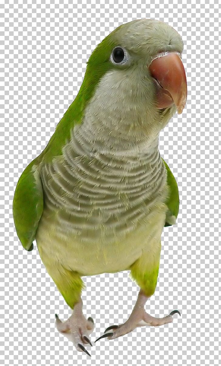Monk Parakeet Parrot Bird Cockatiel Pet PNG, Clipart, Animal, Animals, Animals Were Flying, Animal World, Bird Nest Free PNG Download