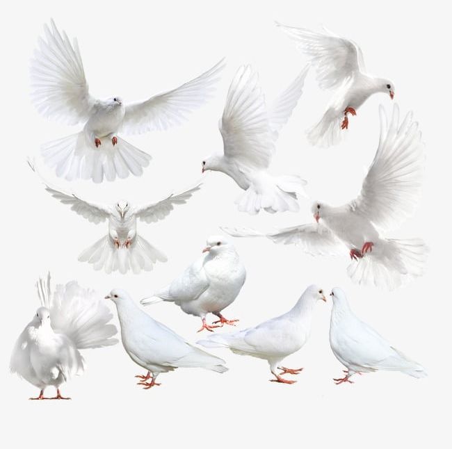 Pigeon PNG, Clipart, Bird, Creative, Decoration, Element, Landscape Free PNG Download