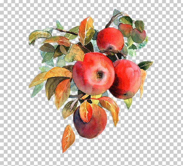 Apple Watercolor Painting Fruit PNG, Clipart, Apple Fruit, Apple Logo, Art, Attractive, Deviantart Free PNG Download