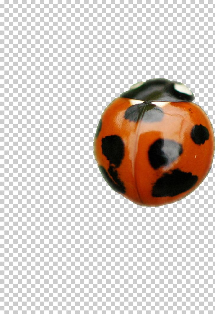 Ladybird Insect PNG, Clipart, Animal, Beetle, Coccinella Septempunctata, Cute Ladybug, Download Free PNG Download