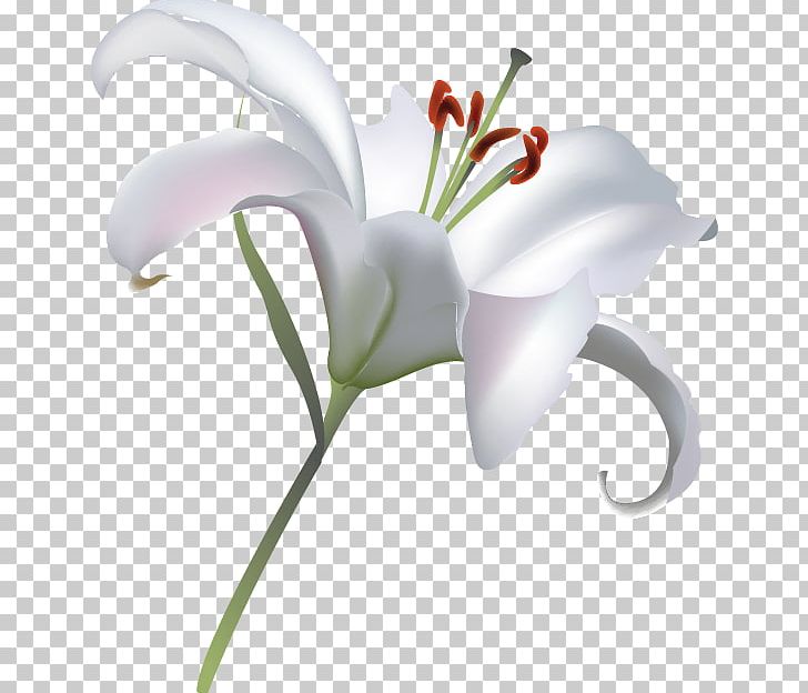 Lilium Flower PNG, Clipart, Arum, Cut Flowers, Download, Drawing, Euclidean Vector Free PNG Download