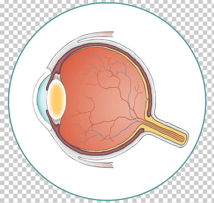Optik Linde GmbH Industrial Design Eye Bedeutung PNG, Clipart, Bedeutung, Eye, Eye Anatomy, Eyeball, General Medical Examination Free PNG Download
