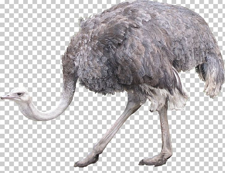 Common Ostrich Bird Icon PNG, Clipart, Animal, Animals, Beak, Bird, Blog Free PNG Download