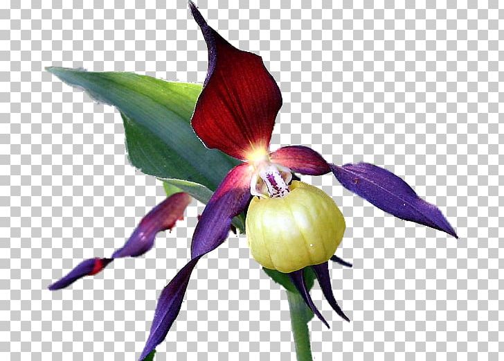 Cypripedium Calceolus Cattleya Orchids Herbaceous Plant PNG, Clipart, Cattleya, Cattleya Orchids, Cutout, Cypripedium, Cypripedium Calceolus Free PNG Download