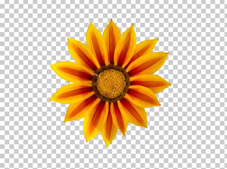 Orange Sunflower Flower PNG, Clipart, Daisy Family, Flower, Flowering Plant, Free Content, Gerbera Free PNG Download
