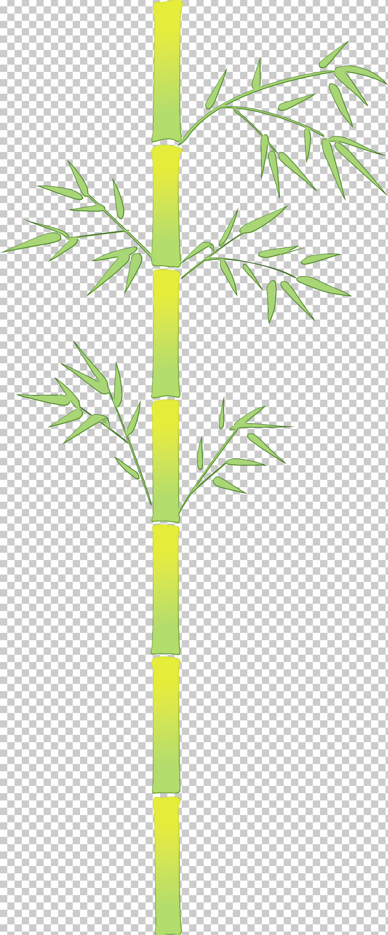 Bamboo Plant Stem Leaf Plant Tree PNG, Clipart, Bamboo, Flower, Grass, Houseplant, Leaf Free PNG Download