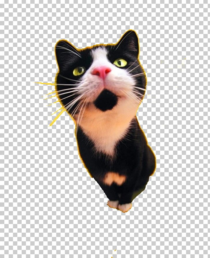 Cat Food Dog Black Cat Tattoo PNG, Clipart, Animals, Black, Carnivoran, Cat, Cat Ear Free PNG Download