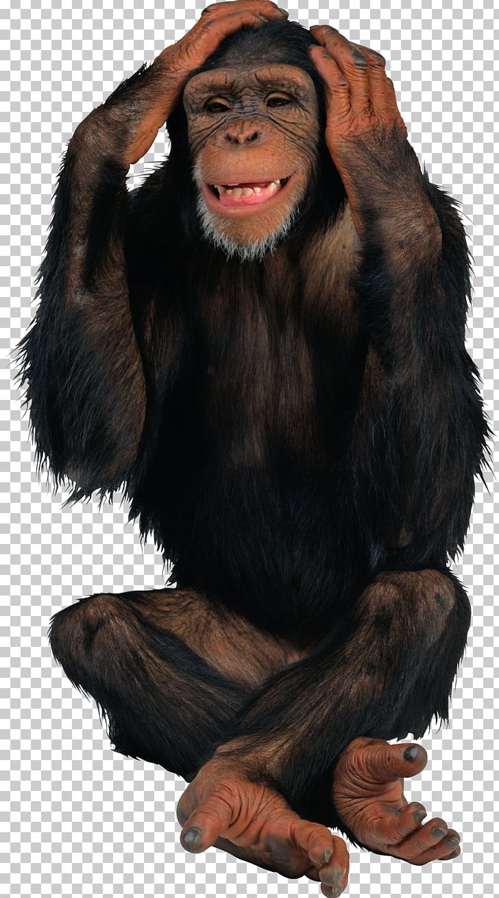 Chimpanzee Monkey Desktop PNG, Clipart, Animals, Black, Chimpanzee, Clip Art, Common Chimpanzee Free PNG Download