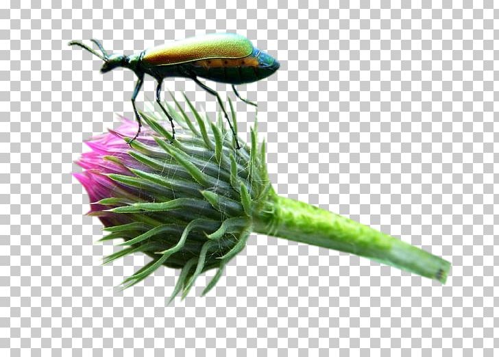 Milk Thistle Insect Bud PNG, Clipart, Astalikardu, Bud, Euclidean Vector, Flower, Flower Pattern Free PNG Download