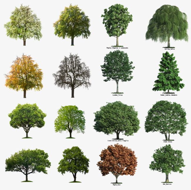 Seasons Tree Collection PNG, Clipart, Acorn, Alder, Biome, Bonsai, Collection Free PNG Download