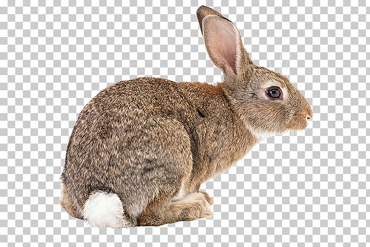 Flemish Giant Rabbit Rex Rabbit Hare PNG, Clipart, Bad, Bad Bunny, Cottontail Rabbit, Desktop Wallpaper, Domestic Rabbit Free PNG Download