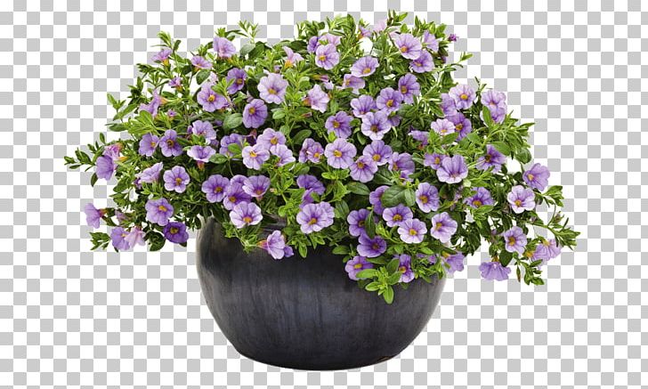 Flowerpot Barrel Flower Garden PNG, Clipart, Annual Plant, Aubretia, Calibrachoa, Cut Flowers, Flower Free PNG Download