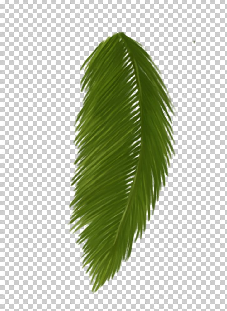 Asian Palmyra Palm Leaf Plant Stem Borassus PNG, Clipart, Arecales, Asian Palmyra Palm, Borassus, Borassus Flabellifer, Hand Made Free PNG Download