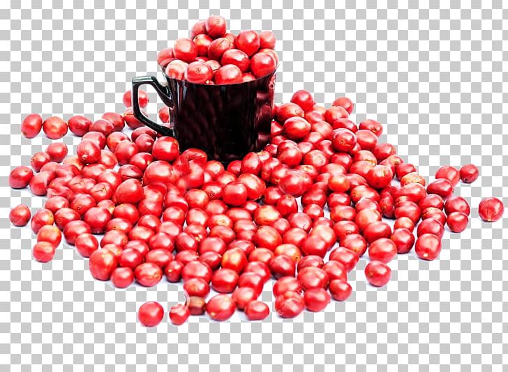 Coffee Bean Berry Coffee Cup PNG, Clipart, Bean, Beans, Berry, Christmas Tree, Coffea Free PNG Download