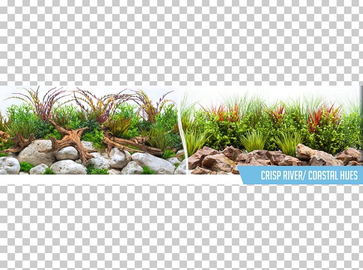 Grasses Landscaping River Bkgd Centimeter PNG, Clipart, Blister, Centimeter, Crisp, Family, Grass Free PNG Download