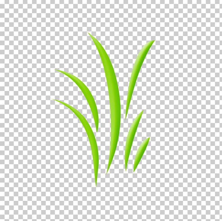 Leaf Plant Stem Line Grasses PNG, Clipart, Grass, Grasses, Grass Family, Leaf, Line Free PNG Download