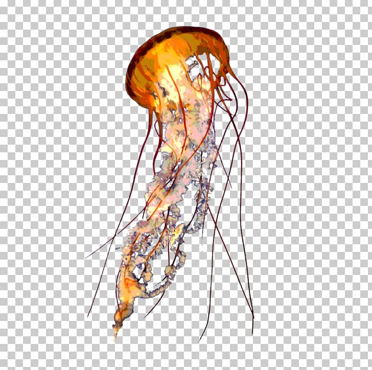 Lion's Mane Jellyfish Transparency And Translucency Aurelia Aurita PNG, Clipart, Animal, Color, Computer Icons, Deep Sea Creature, Display Resolution Free PNG Download
