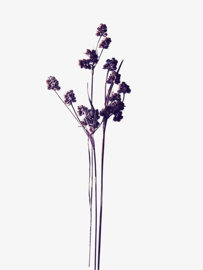 Purple Dried Flowers PNG, Clipart, Dried, Dried Clipart, Dried Flowers, Dry, Flowers Free PNG Download