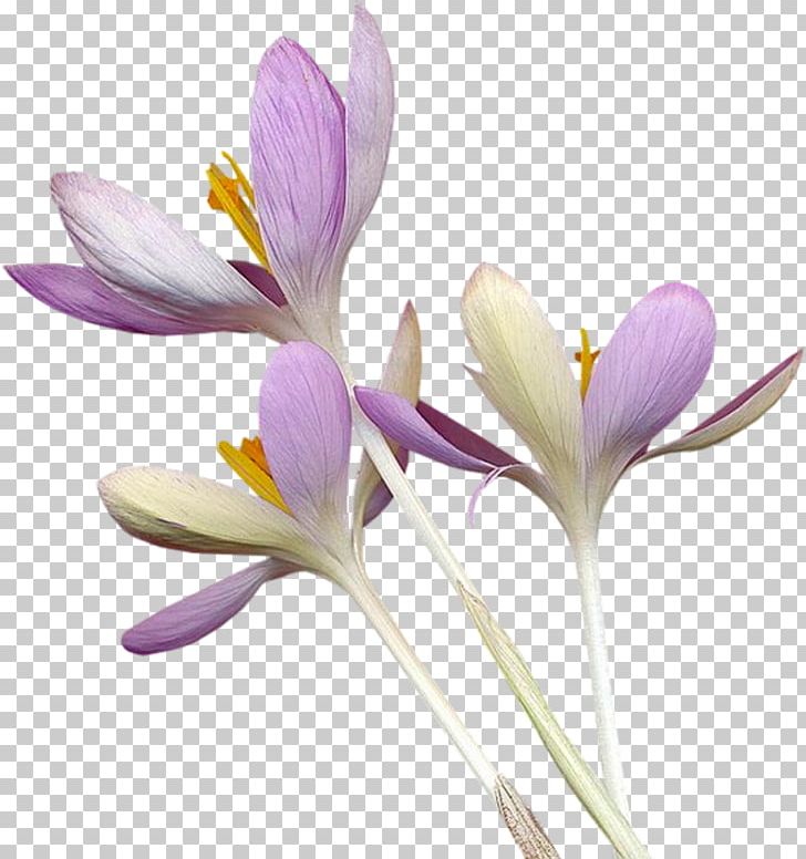 Crocus Flower Purple PNG, Clipart, Blog, Color, Crocus, Flowering Plant, Flowers Free PNG Download