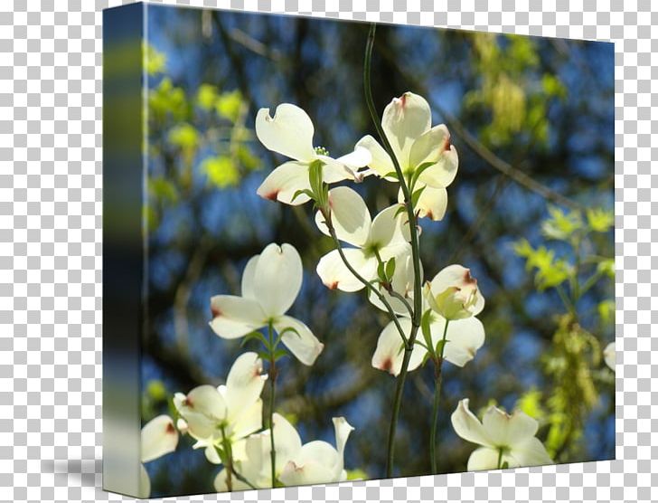 Flowering Plant Wildflower Branching PNG, Clipart, Blossom, Branch, Branching, Flora, Flower Free PNG Download