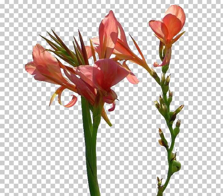 Canna Indica Flower Indian Shot Leaf PNG, Clipart, Amaryllis Belladonna, Asparagus Setaceus, Beautiful, Beautiful Flowers, Big Free PNG Download