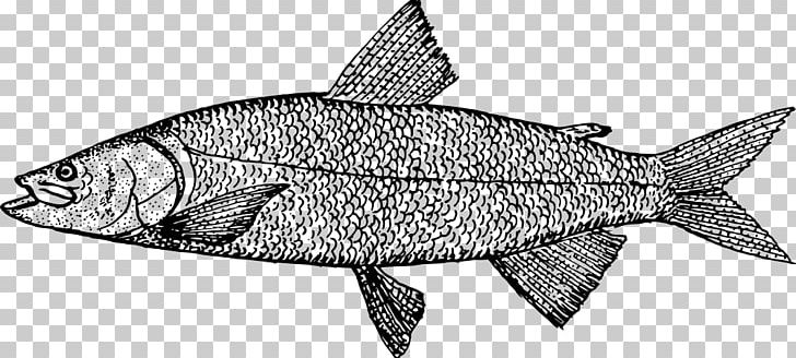 Line Art Drawing Sardine PNG, Clipart, Black And White, Collaboration, Complaint, Drawing, Fauna Free PNG Download