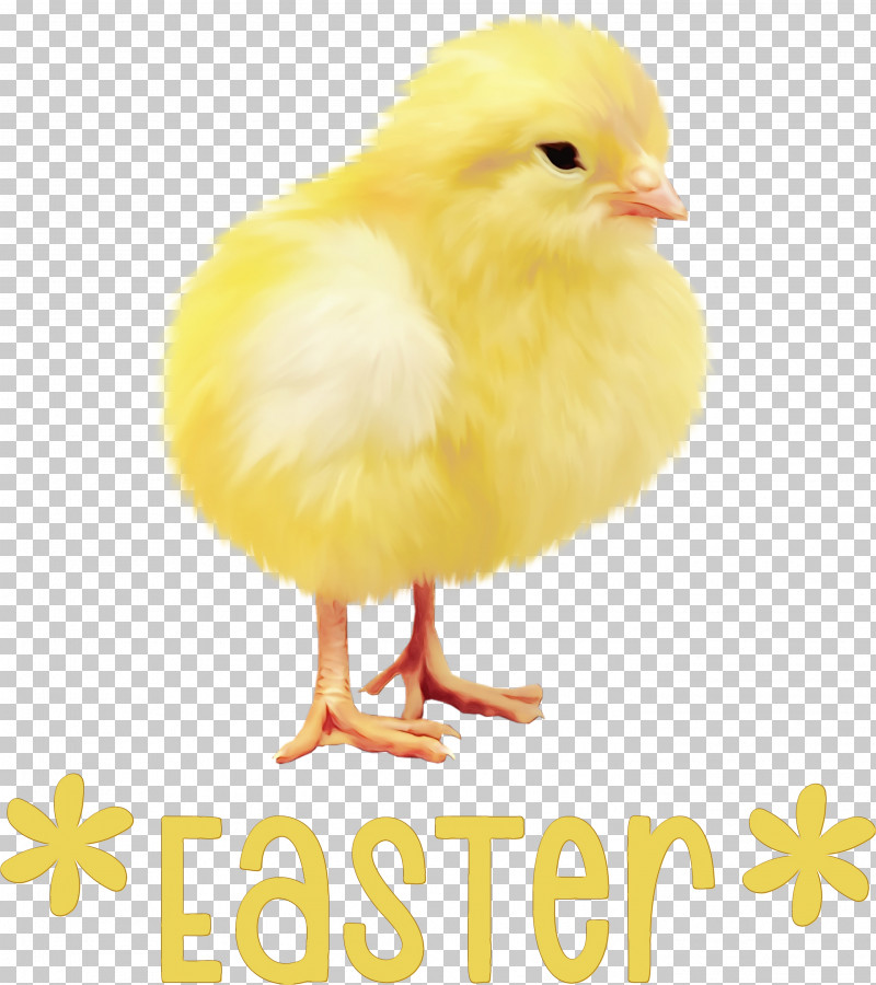 Feather PNG, Clipart, Beak, Chicken, Easter Day, Feather, Happy Easter Free PNG Download