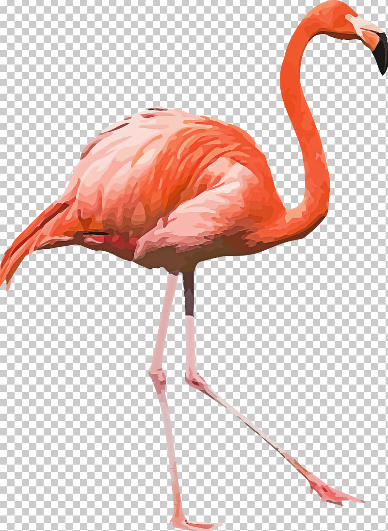 Flamingo PNG, Clipart, American Flamingo, Beak, Birds, Birdsofparadise, Feather Free PNG Download