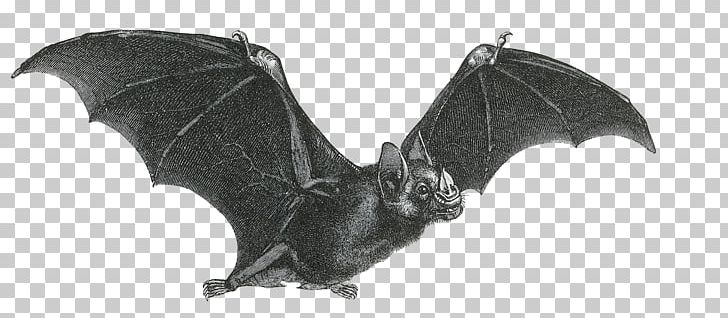 Bat Giphy PNG, Clipart, Animal Figure, Animals, Bat, Black And White, Blog Free PNG Download