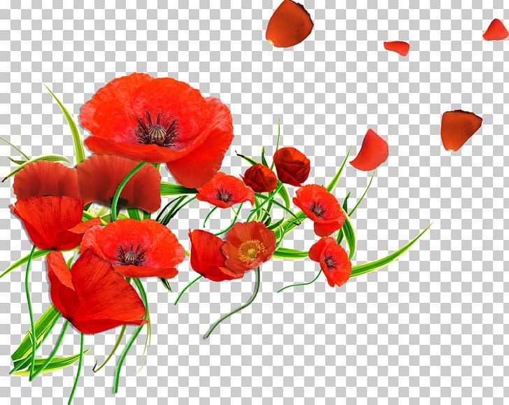 Common Poppy Flower Remembrance Poppy Petal PNG, Clipart, Annual Plant, Anzac Day, Armistice Day, Blue Rose, California Poppy Free PNG Download