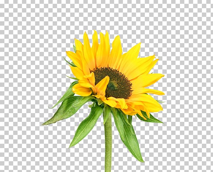Common Sunflower Dandelion Photography PNG, Clipart, Annual Plant, Common Sunflower, Cut Flowers, Daisy Family, Dandelion Free PNG Download